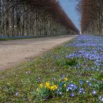 Blausterne - Hannover