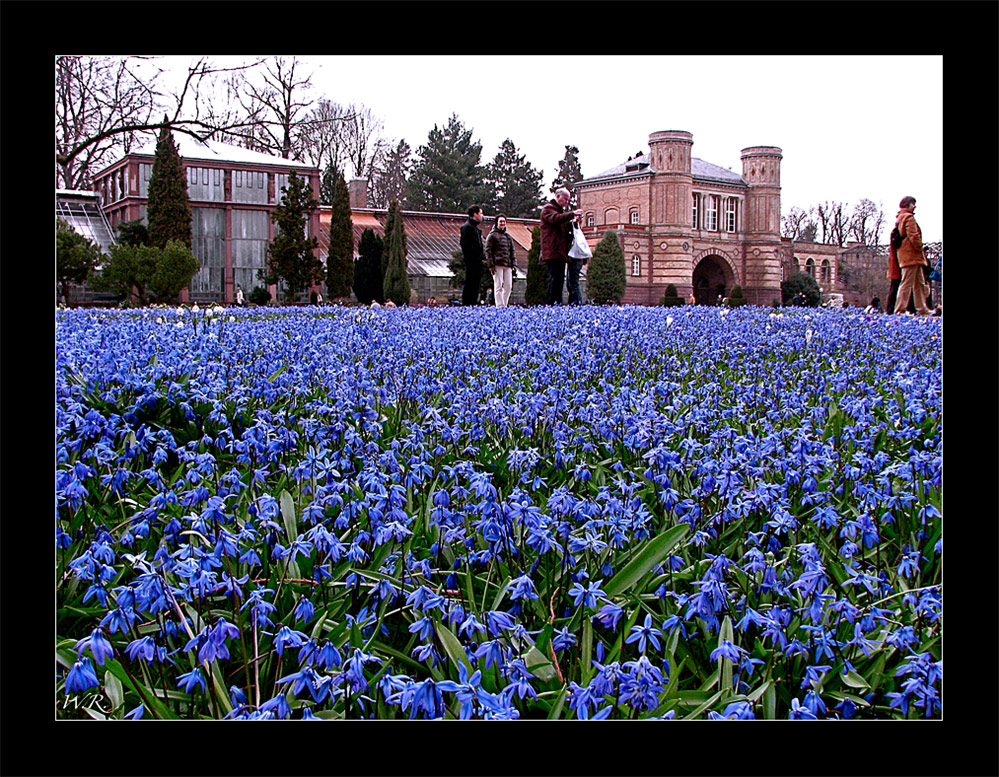 Blausterne im Botanischen Garten #2