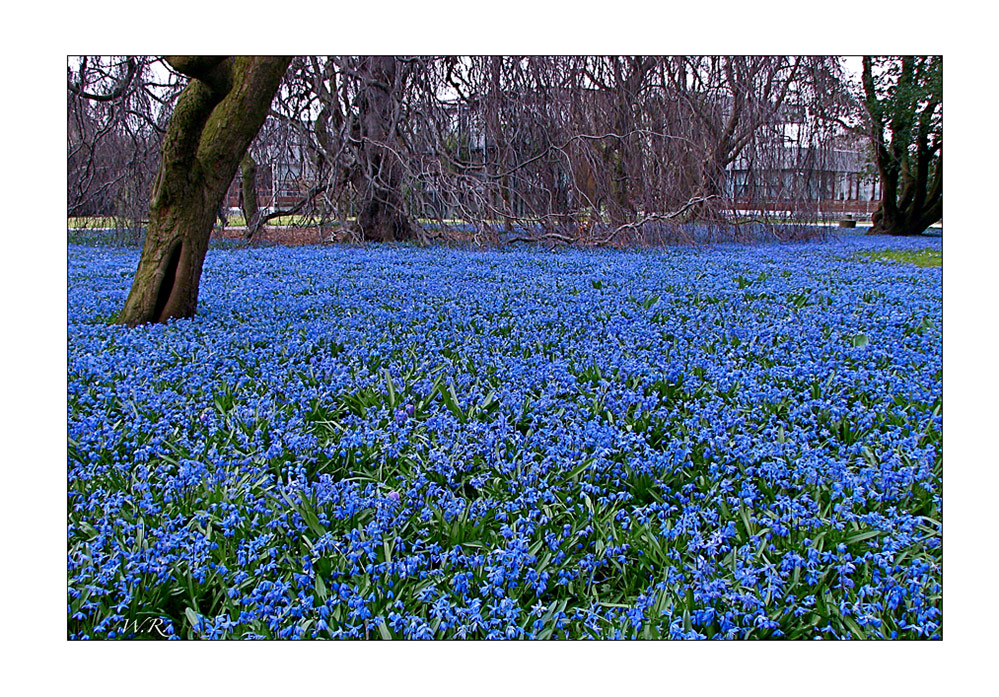 Blausterne im Botanischen Garten Karlsruhe #1