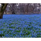 Blausterne im Botanischen Garten Karlsruhe #1