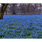 Blausterne im Botanischen Garten Karlsruhe #1