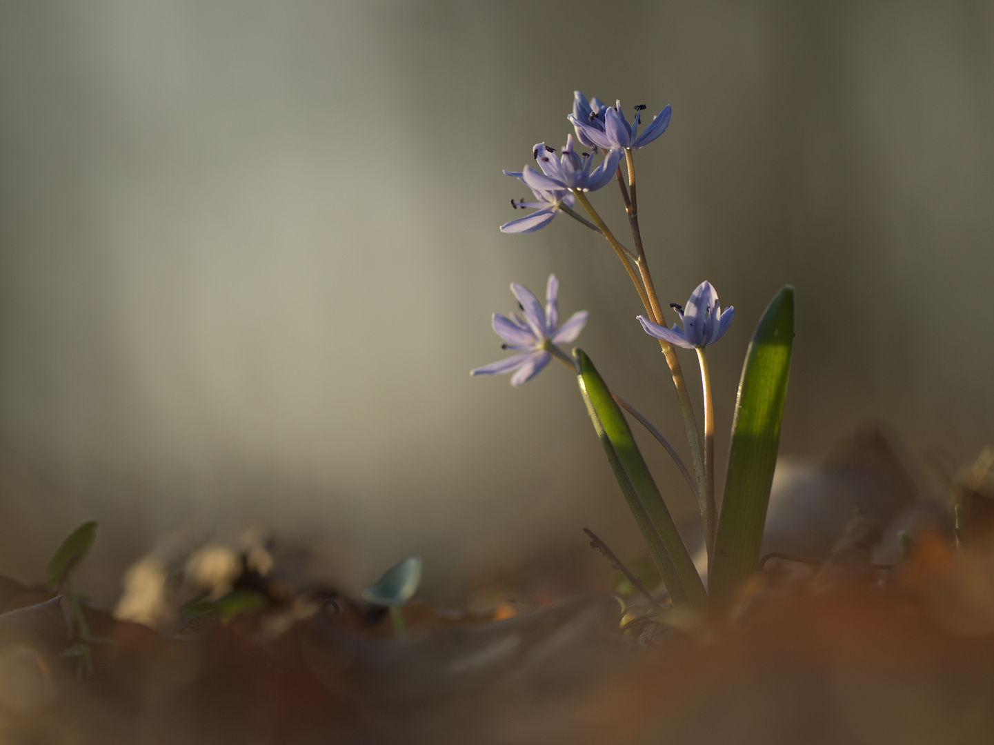 Blausterne im fahlen Morgenlicht