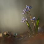 Blausterne im fahlen Morgenlicht