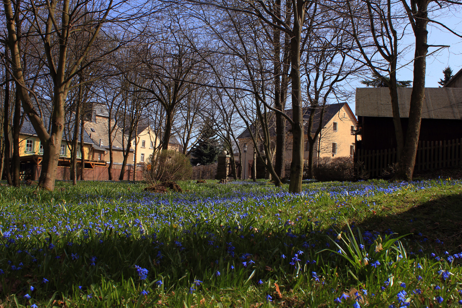 Blausterne im Schlettau