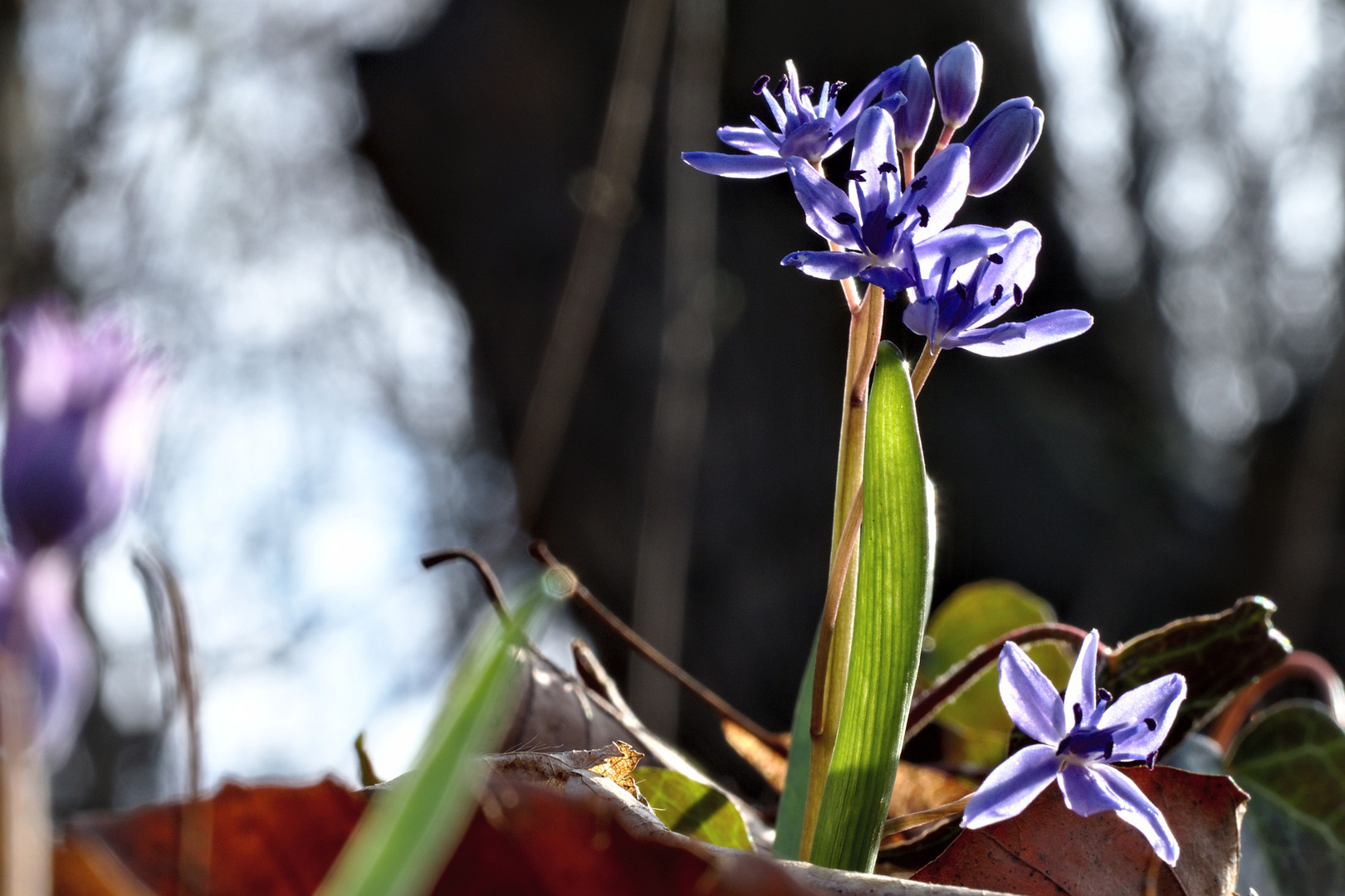 Blausterne im Sonnenlicht