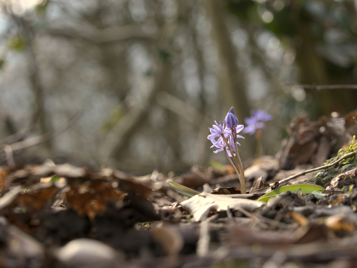 Blausterne im Sonnenlicht