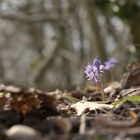 Blausterne im Sonnenlicht