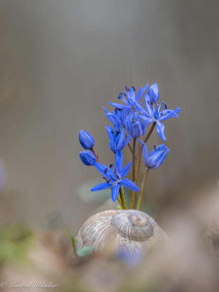 Blausterne in der ...