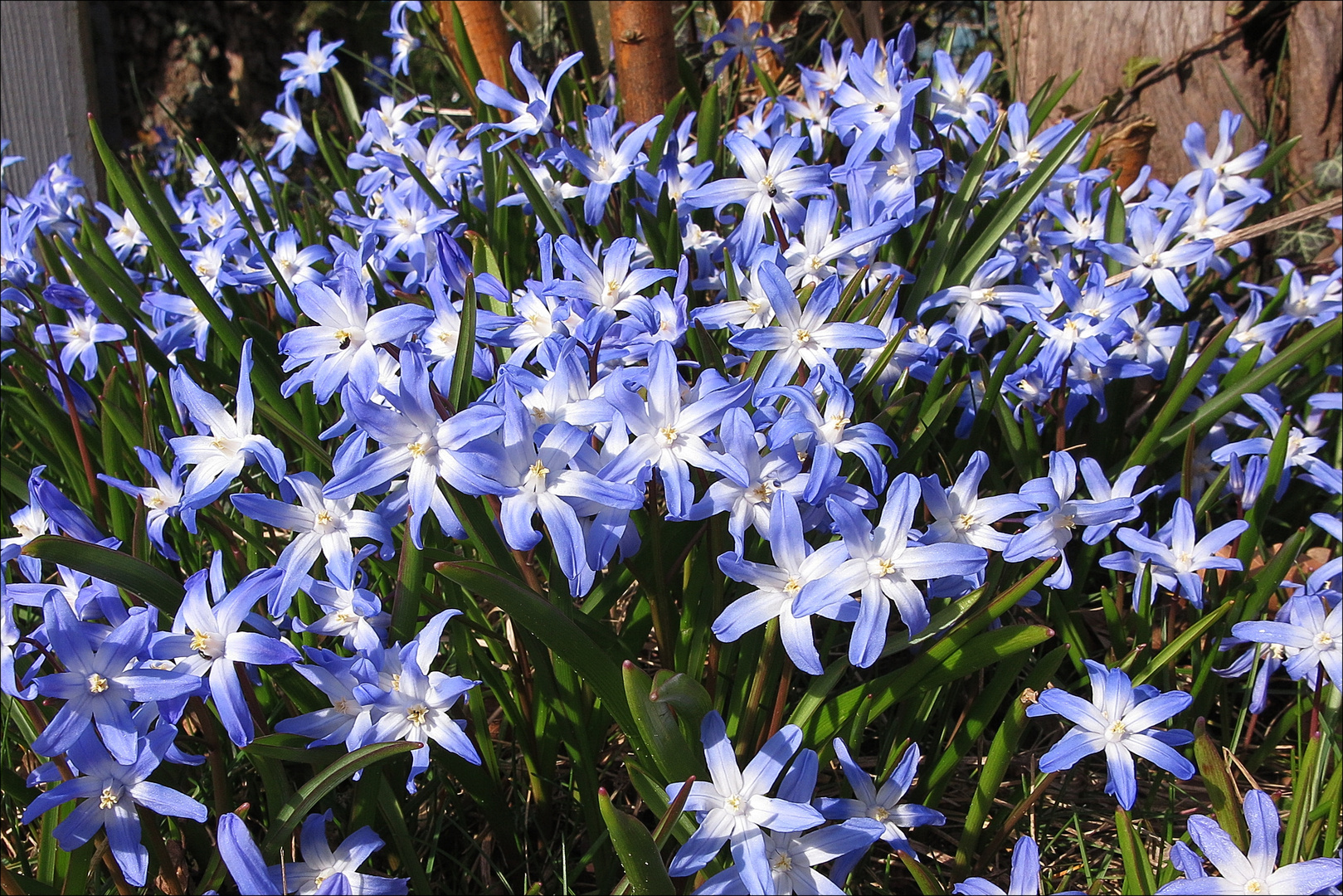 Blausterne leuchten in der Frühlingssonne am 27. März 2017