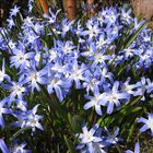 Blausterne leuchten in der Frühlingssonne am 27. März 2017