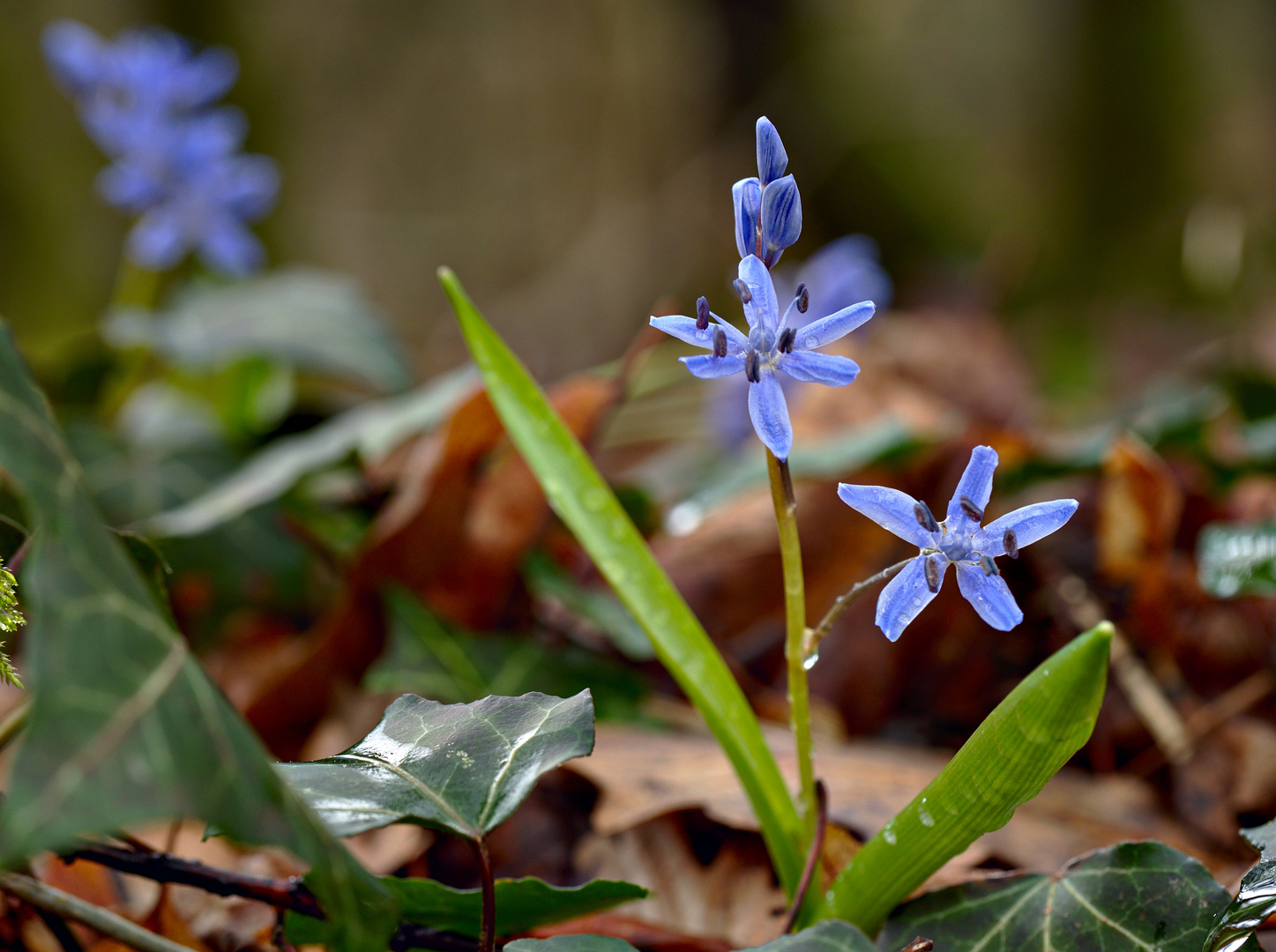 Blausterne mit Regen