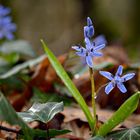 Blausterne mit Regen