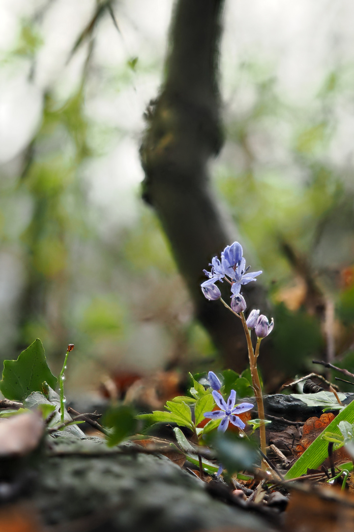 Blausterne nach dem Regen