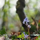 Blausterne nach dem Regen