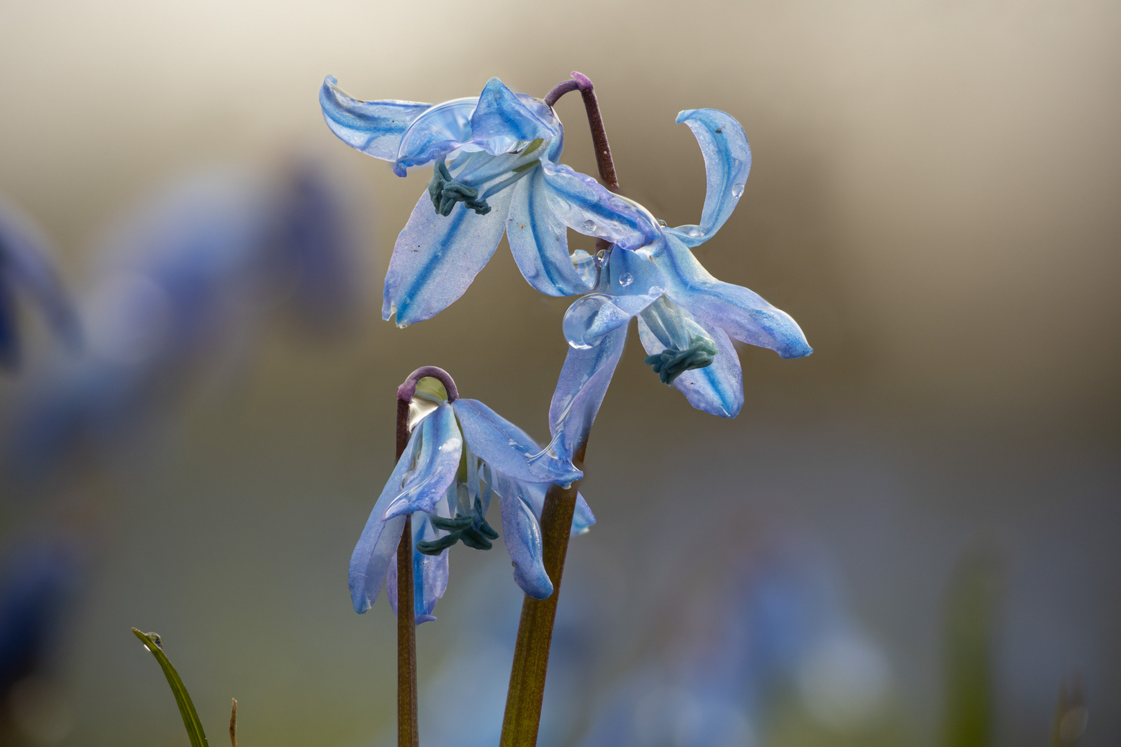 Blausterne, naß II