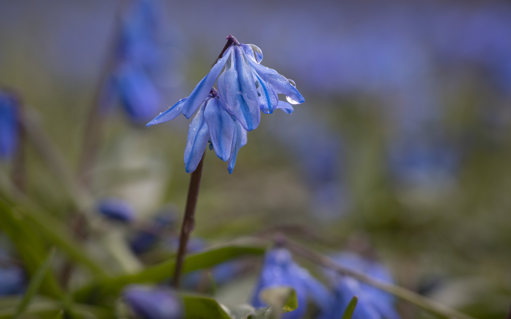 Blausterne, naß IV