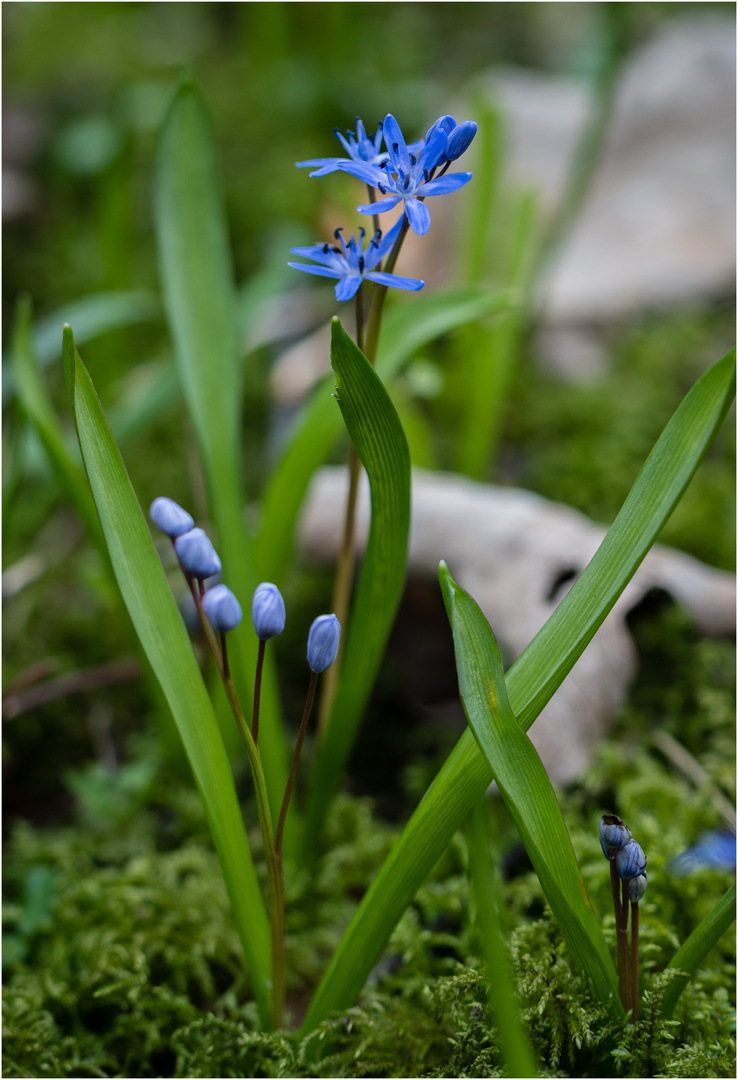 Blausterne (Scilla)