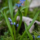 Blausterne (Scilla)