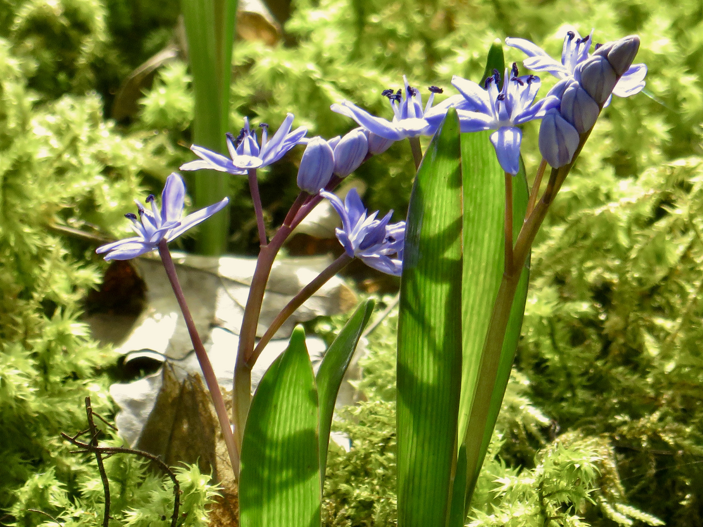 ...Blausterne - Scilla !!!...