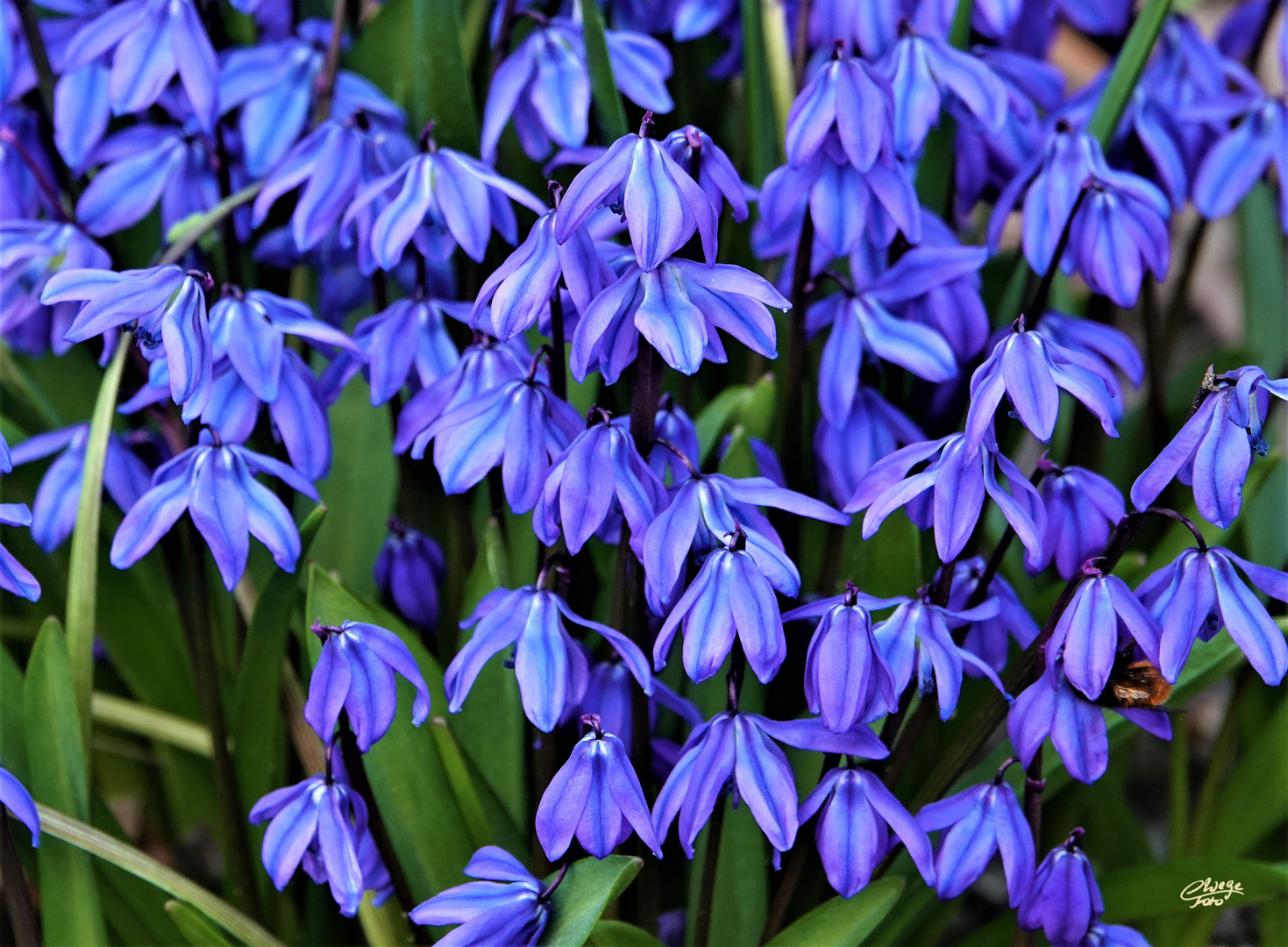 Blausterne (Scilla)