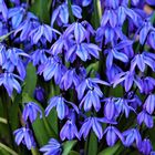 Blausterne (Scilla)