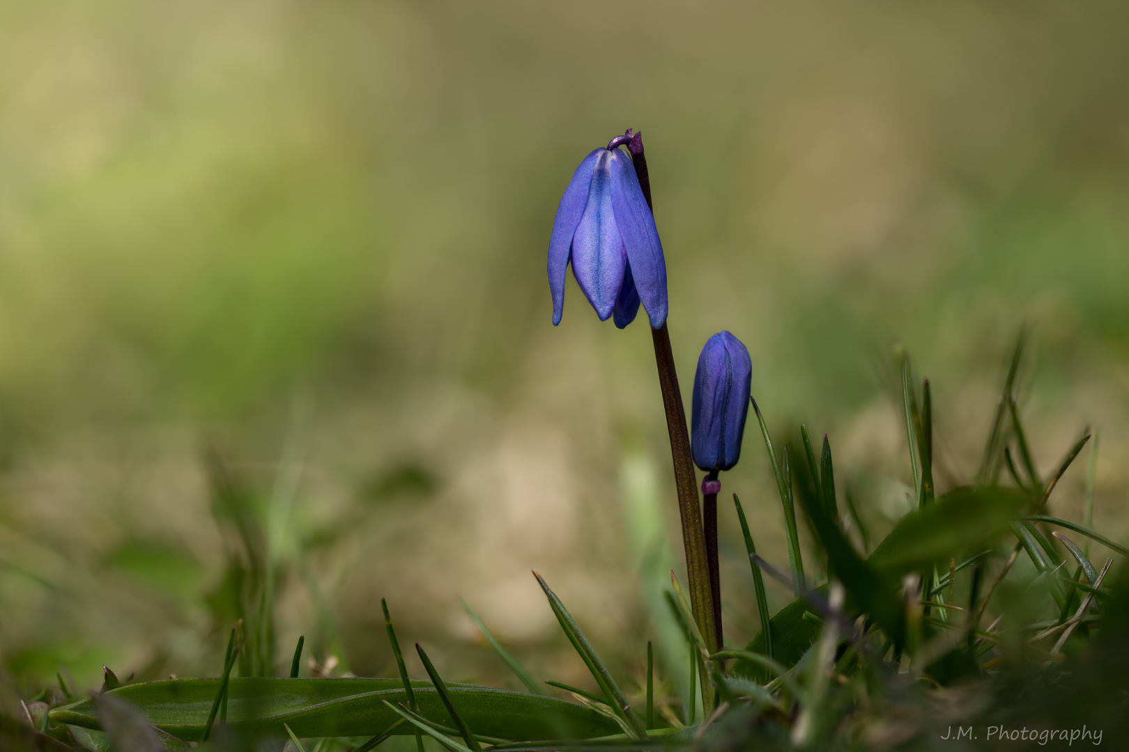 Blausterne (Scilla)