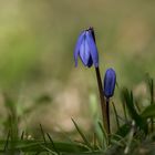 Blausterne (Scilla)