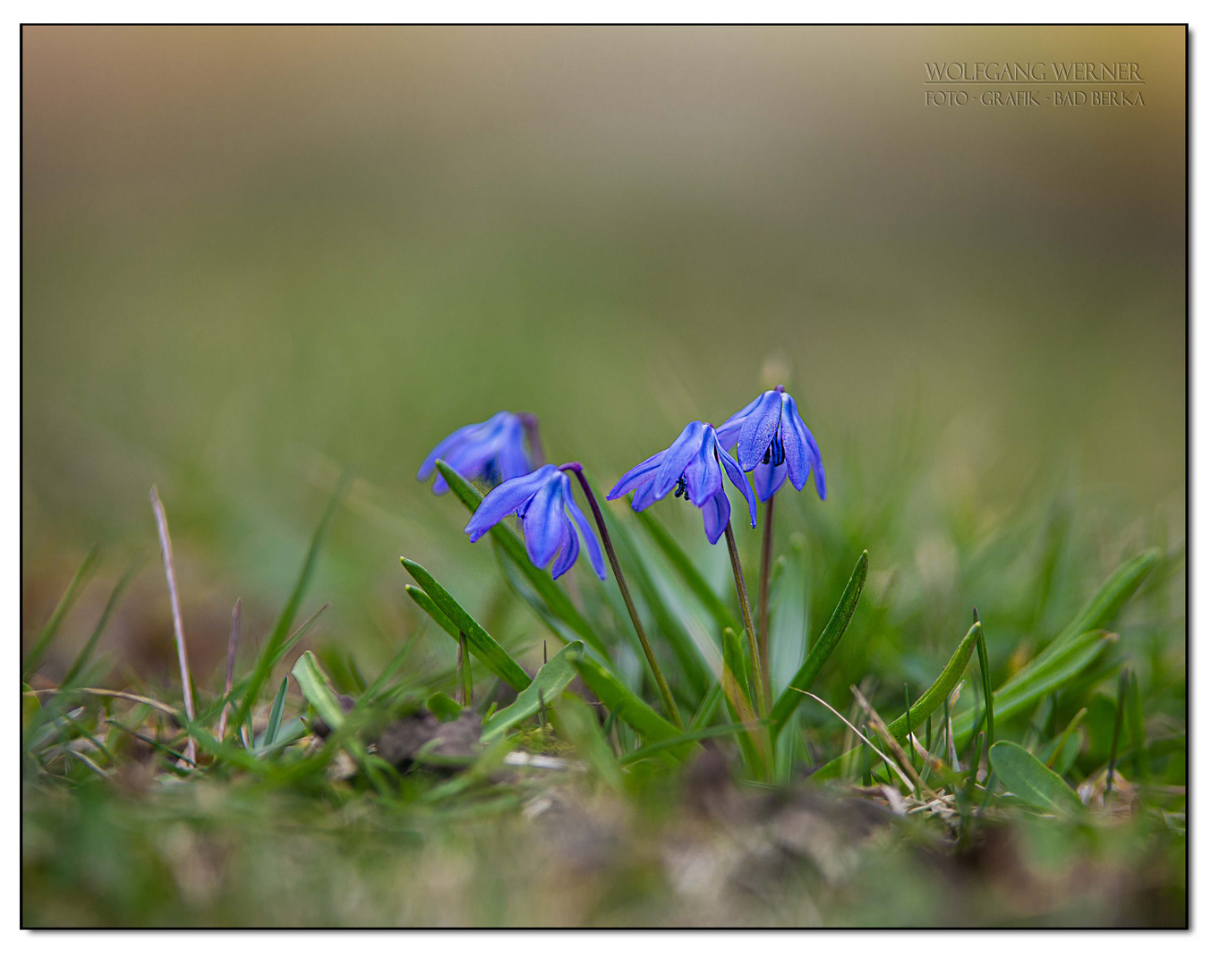 Blausterne (Scilla)