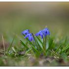 Blausterne (Scilla)