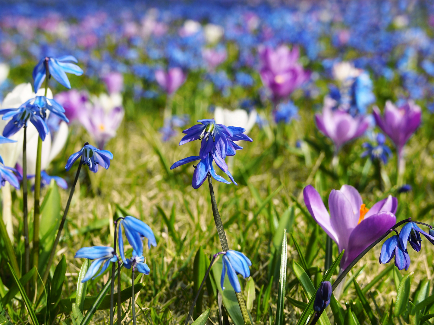 Blausterne und Krokusse