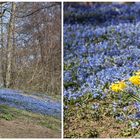 Blausterne und Narzissen