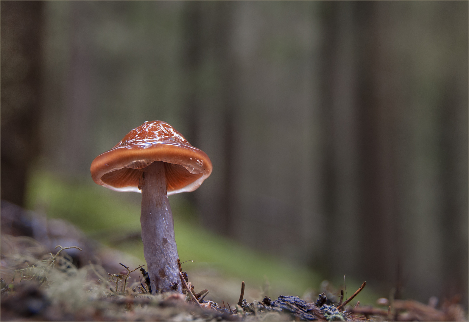 Blaustiel Schleimfuß(Cortinarius muscigenus)