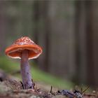 Blaustiel Schleimfuß(Cortinarius muscigenus)