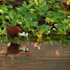 Blaustirn-Blatthühnchen (Actophilornis africanus)