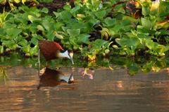 Blaustirn-Blatthühnchen (Actophilornis africanus)