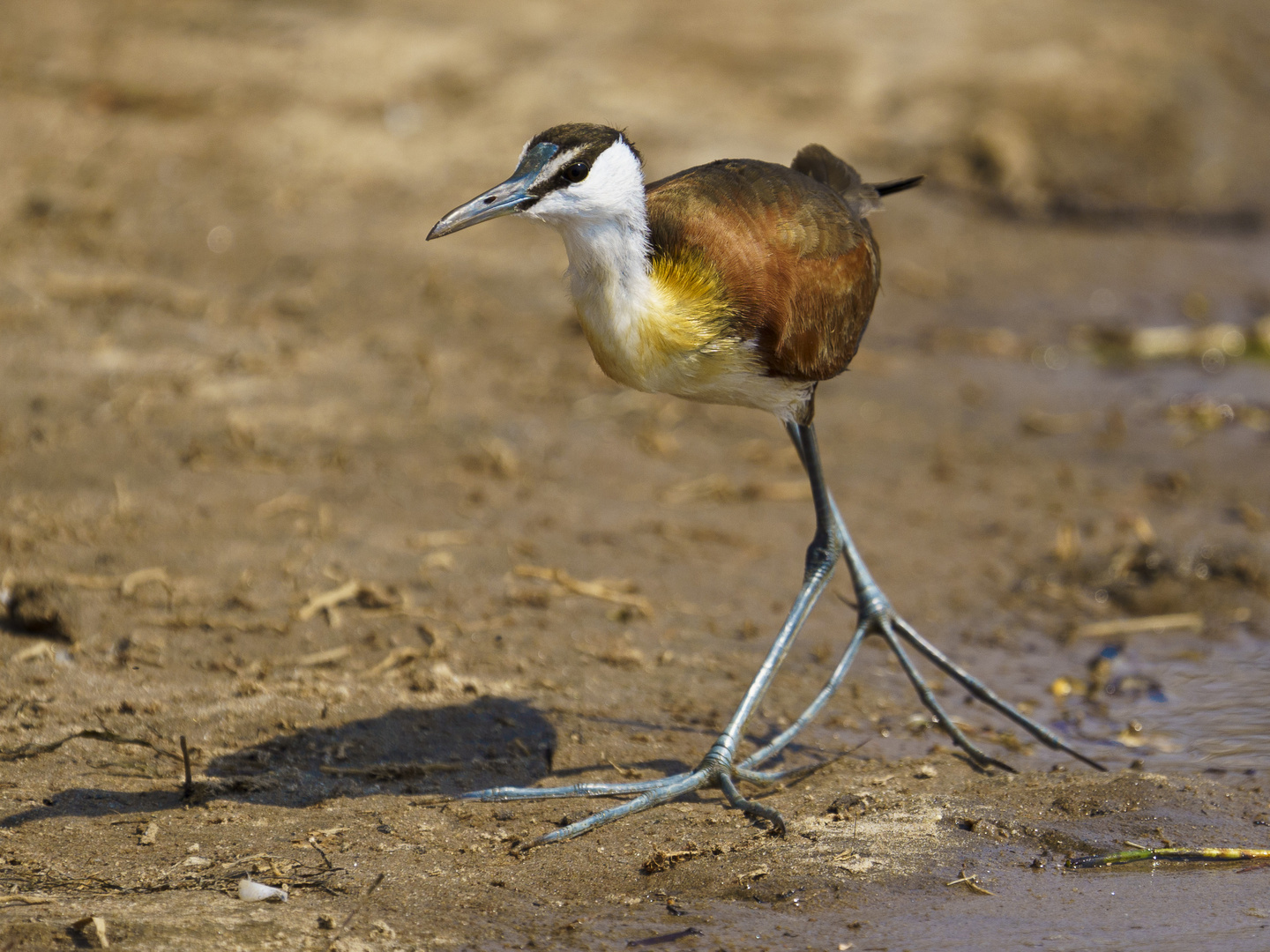 Blaustirn-Blatthühnchen (Actophilornis africanus) Lower Zambesi NP, 17.09.2019