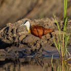 Blaustirn-Blatthühnchen (African Jacana)