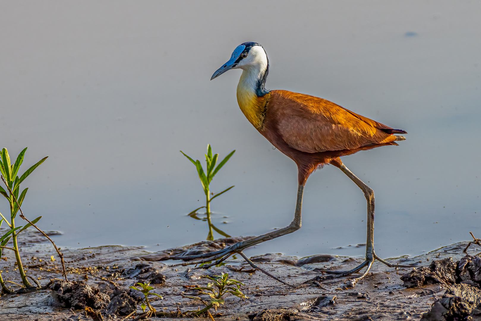 Blaustirn-Blatthühnchen (African Jacana)