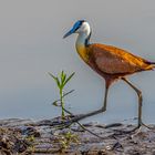 Blaustirn-Blatthühnchen (African Jacana)