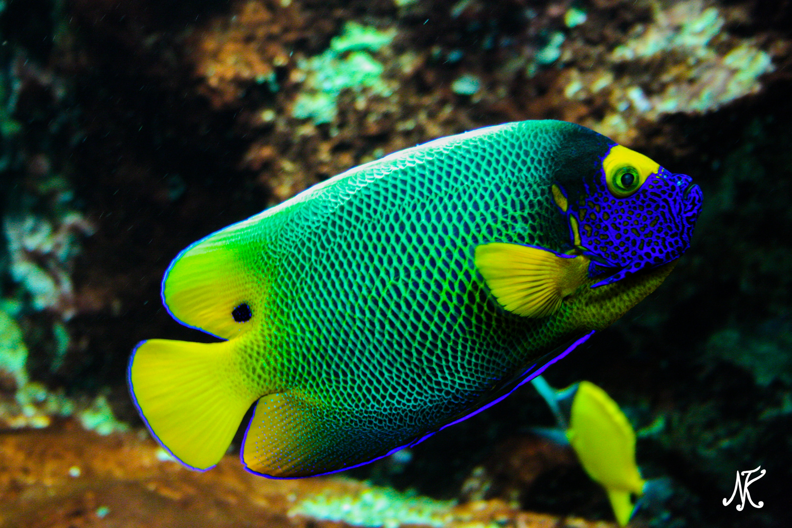 Blaustirn-Kaiserfisch im Frankfurter Zoo