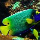 Blaustirn-Kaiserfisch im Frankfurter Zoo