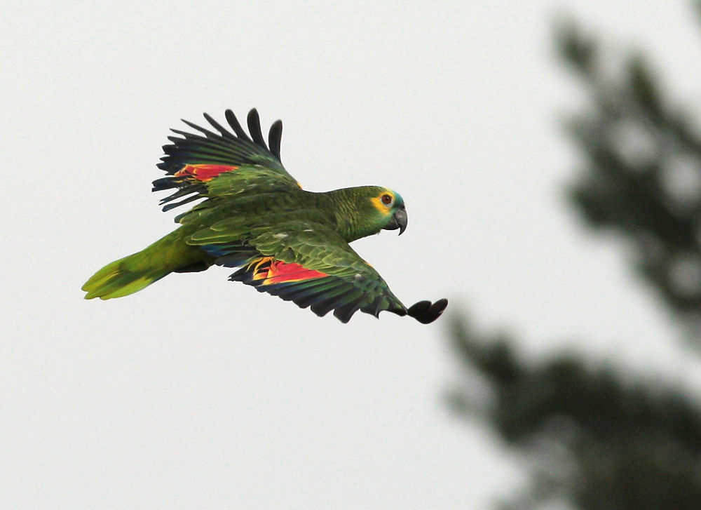 Blaustirnamazone im Flug