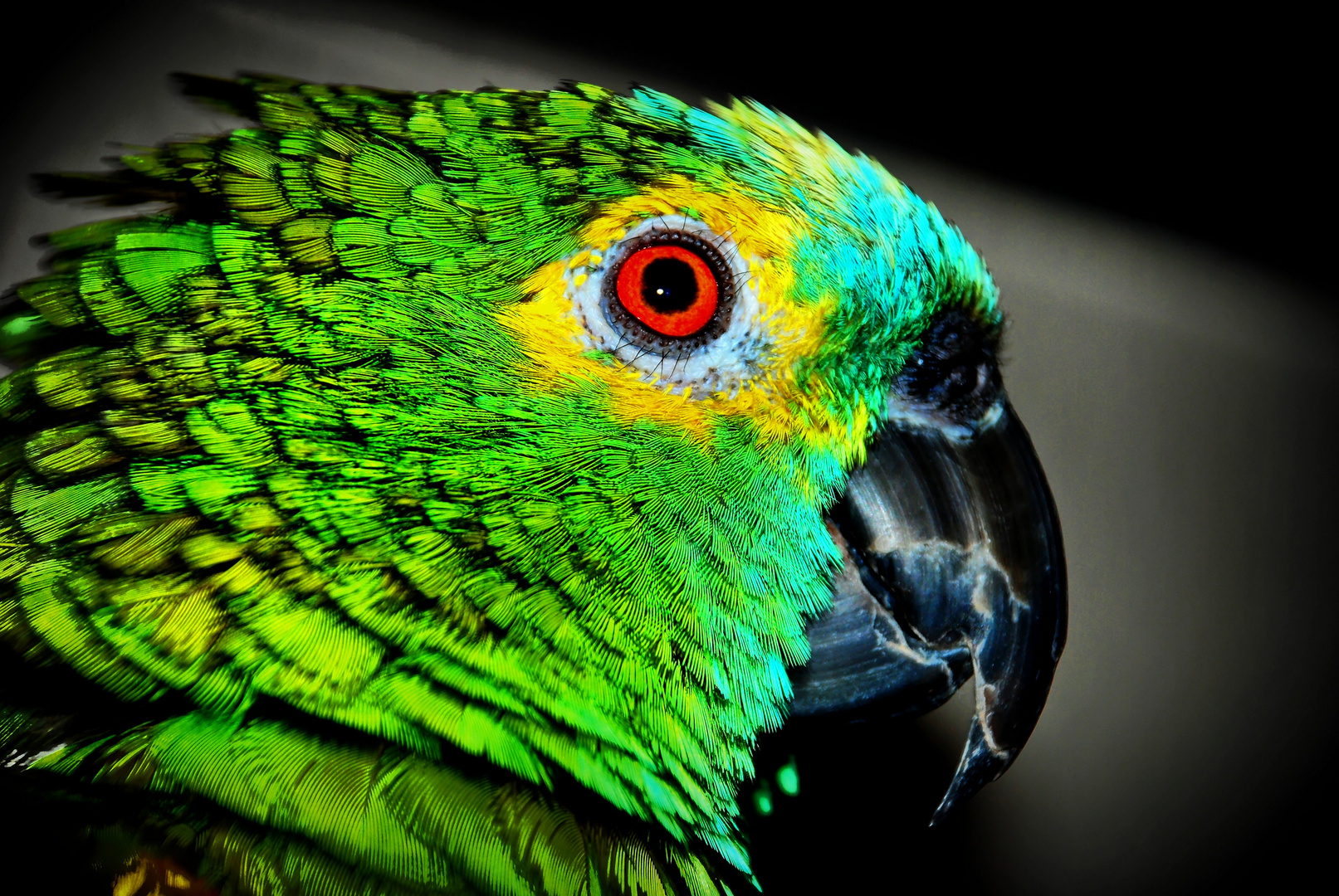 Blaustirnamazone / Parrot