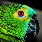 Blaustirnamazone / Parrot