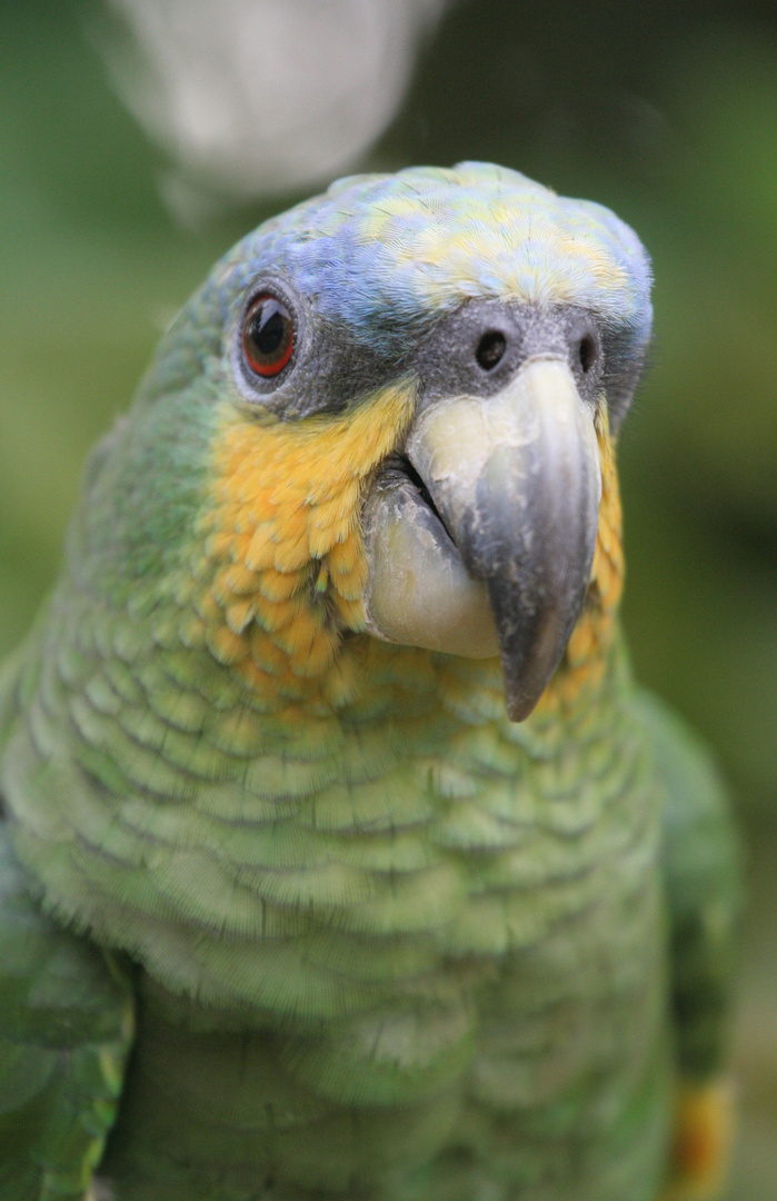 Blaustirnamazone - Rio Napo / Ecuador