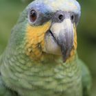 Blaustirnamazone - Rio Napo / Ecuador