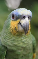 Blaustirnamazone - Rio Napo / Ecuador