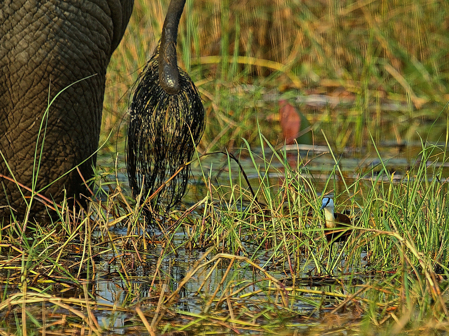 Blaustirnblatthühnchen (Actophilomis africanus, African Jacana) 