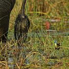 Blaustirnblatthühnchen (Actophilomis africanus, African Jacana) 