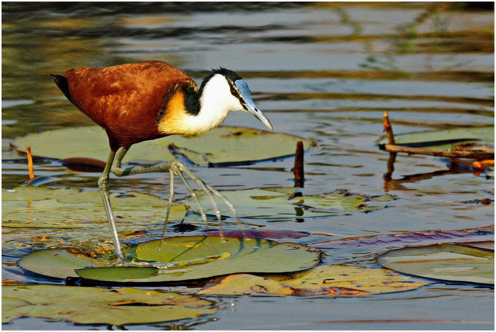 Blaustirnblatthühnchen (Actophilomis africanus, African Jacana)